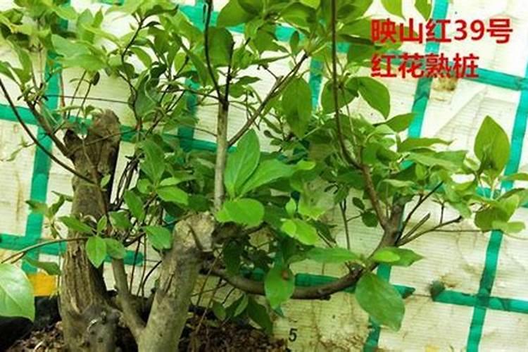 油菜施什么肥好