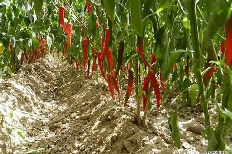 露地辣椒种植技术与管理