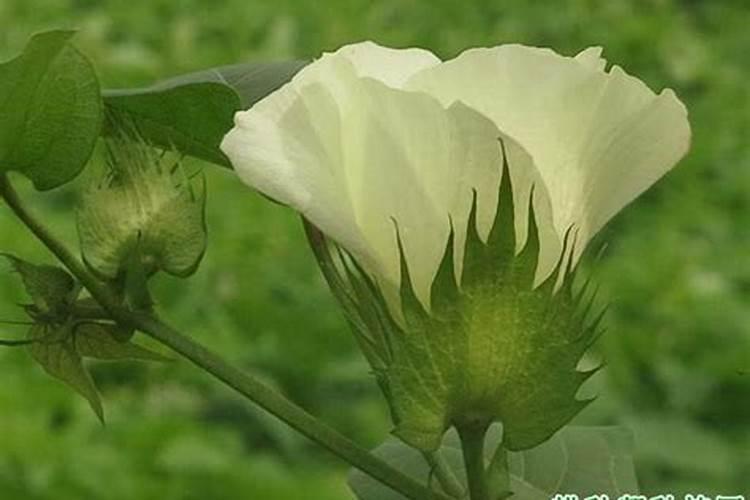 棉花硼肥什么时候打 如何正确使用