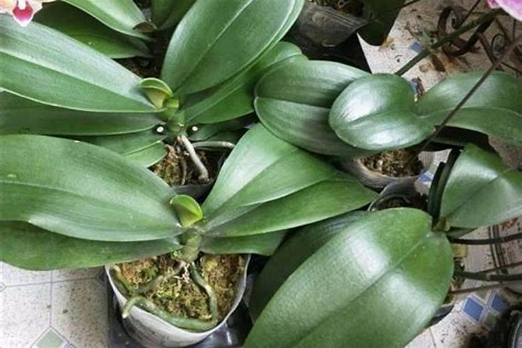 蝴蝶兰小苗怎么养