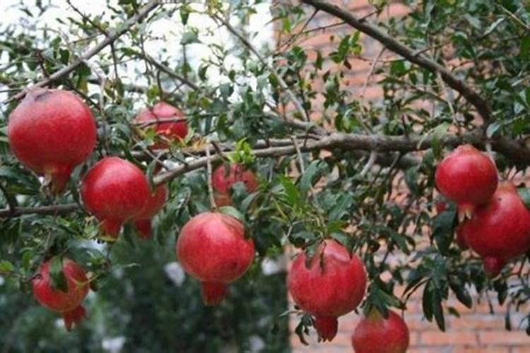 石榴季节养护要点,石榴一年四季的养殖方法