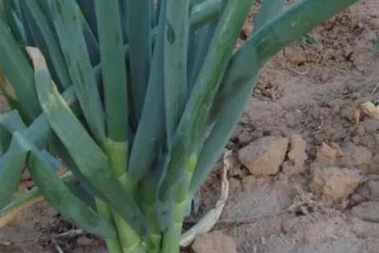 草莓结果几天充一次肥