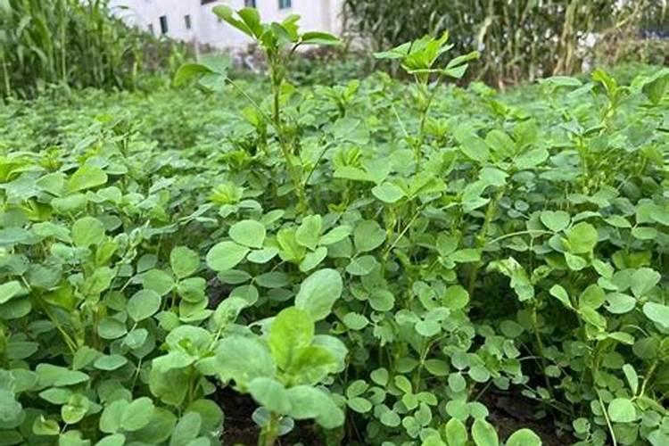 苜蓿打叶面肥用啥肥料