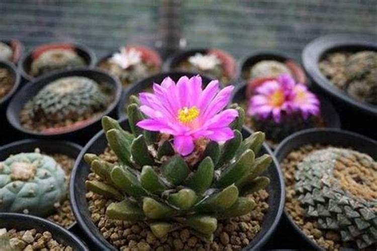 岩牡丹的养护方法