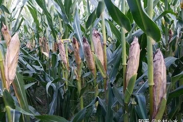 玉米打叶面肥最佳时机