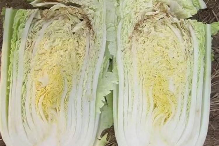 白菜干烧心的成因与防治