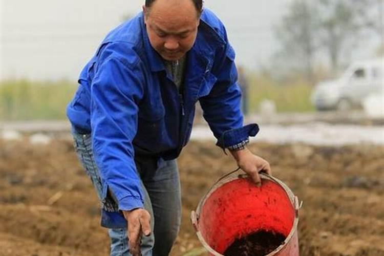 核桃的功效与作用 营养价值和吃法