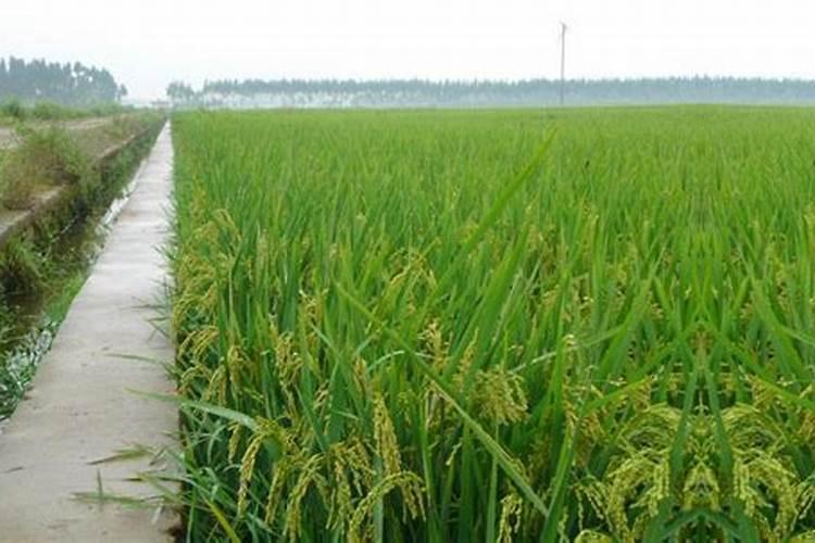 水稻施钾肥正确方法
