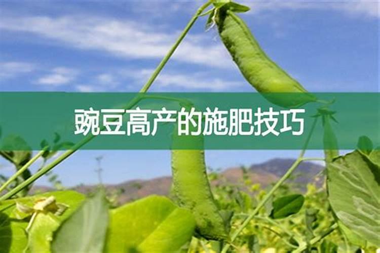 豌豆尖最忌三种肥料