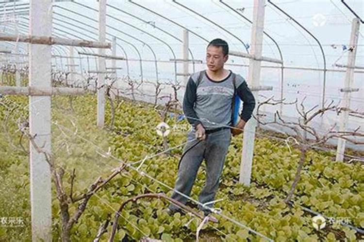 葡萄树刚发芽用氮肥加鱼蛋白可以吗