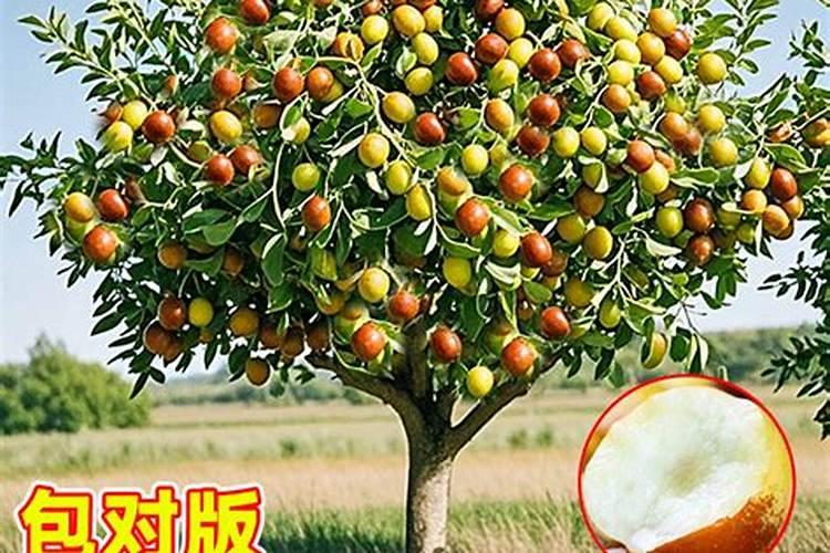 植物什么时候施用磷肥