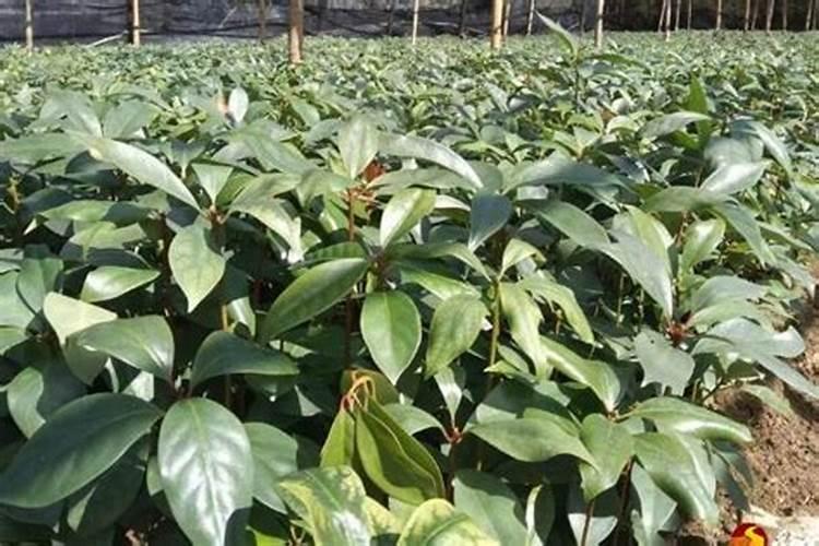 八角的种植方法是什么