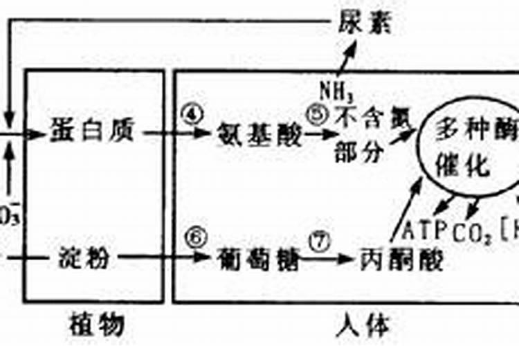 含磷的食物有哪些