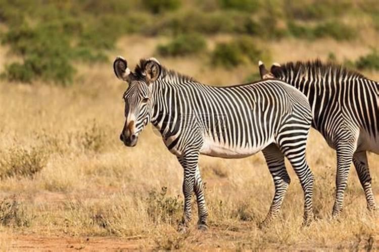 大量元素等于常量元素吗？