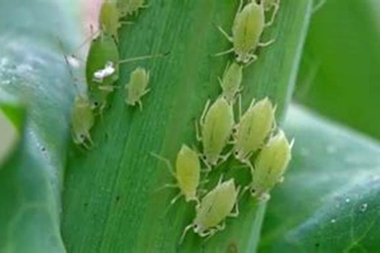 盐碱水浇玉米地怎么调理？