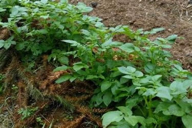 土豆出苗后多久施肥