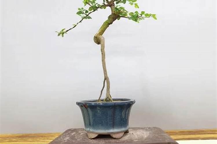 雀梅下山桩怎样快生根