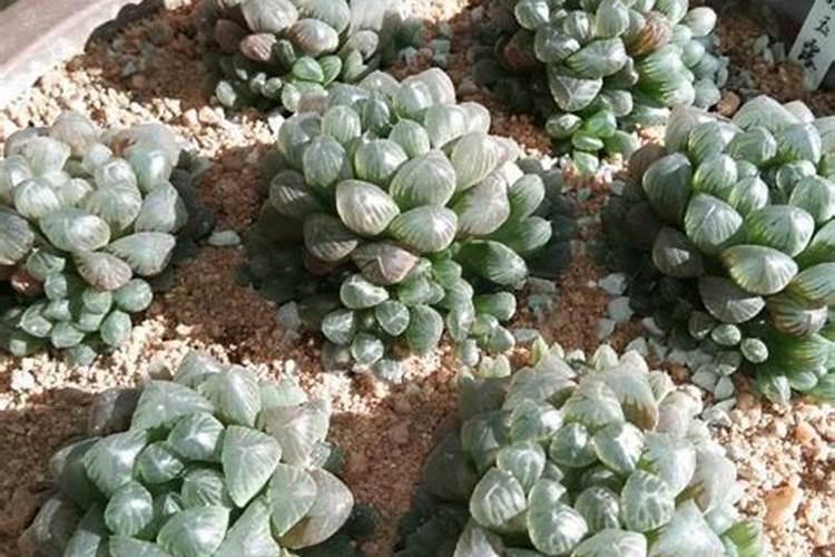 玉露配土方法与比例