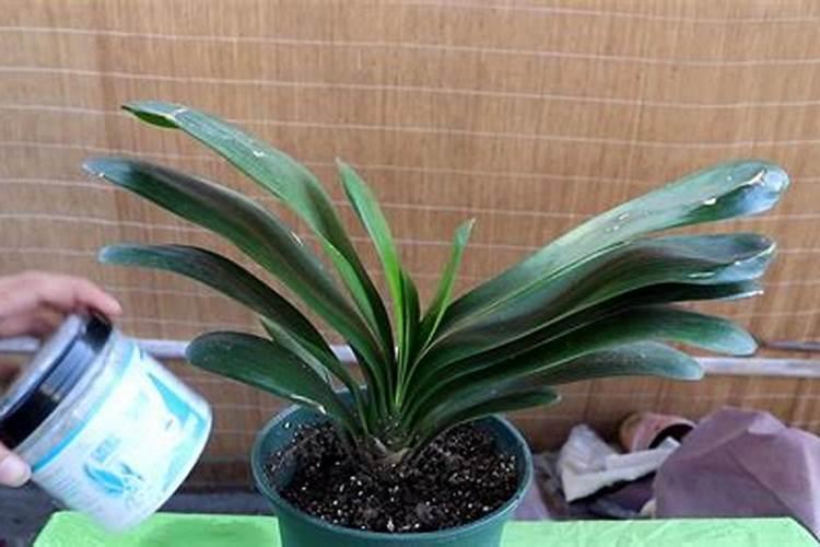 君子兰肥料怎样自制