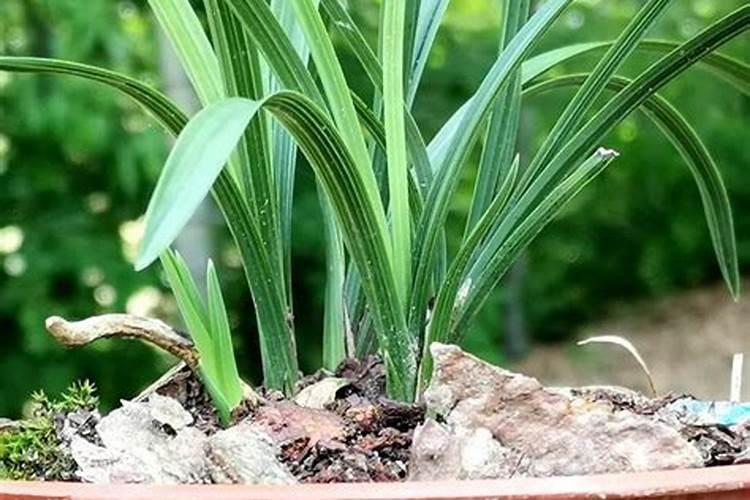 兰花换盆后多久可以施肥