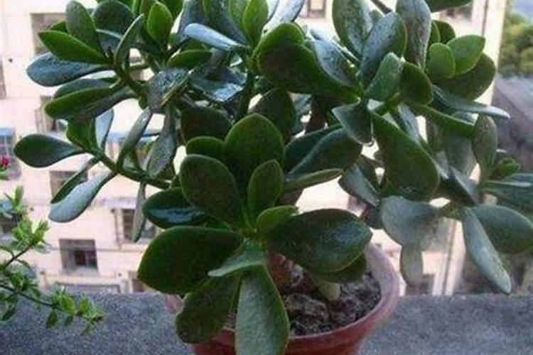 油烟机的废油可以当花肥吗？