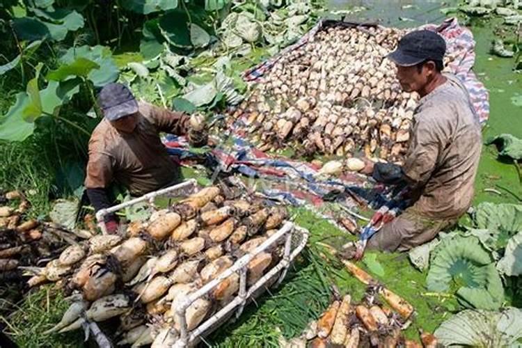 莲藕用什么肥料好？氯化钾好吗？