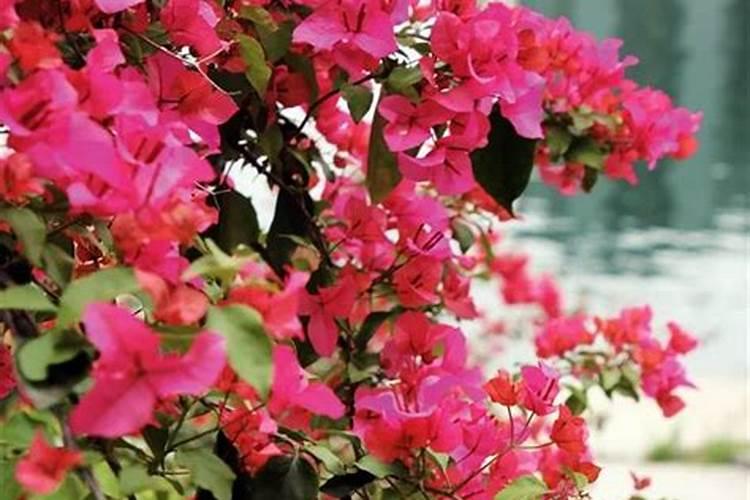 三角梅花期后如何施肥花开不断