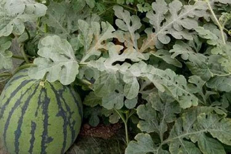 西瓜增甜喷什么叶面肥效果好