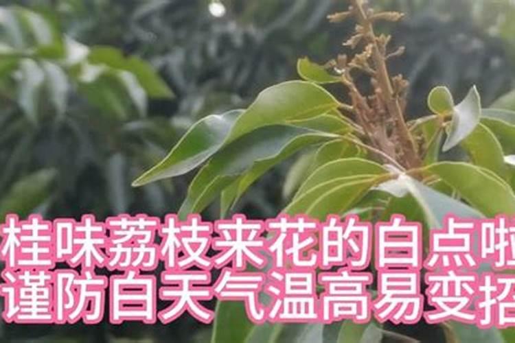 果树春季施肥施什么肥好？