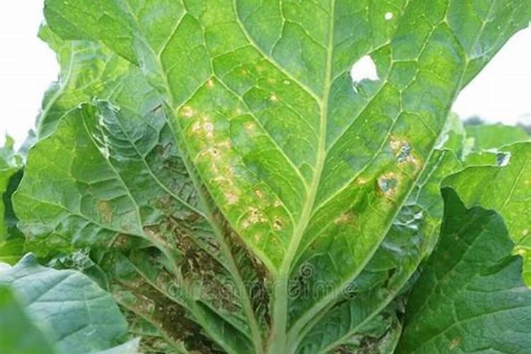 小白菜出现肥害怎么办？