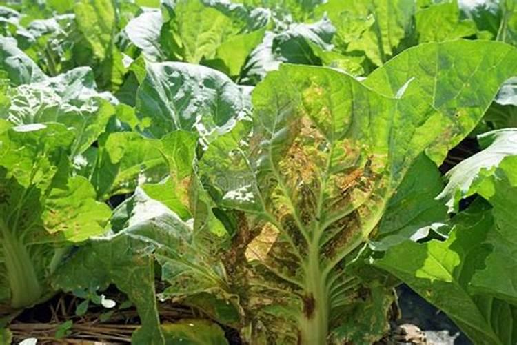 喷灭草剂药着了怎么办