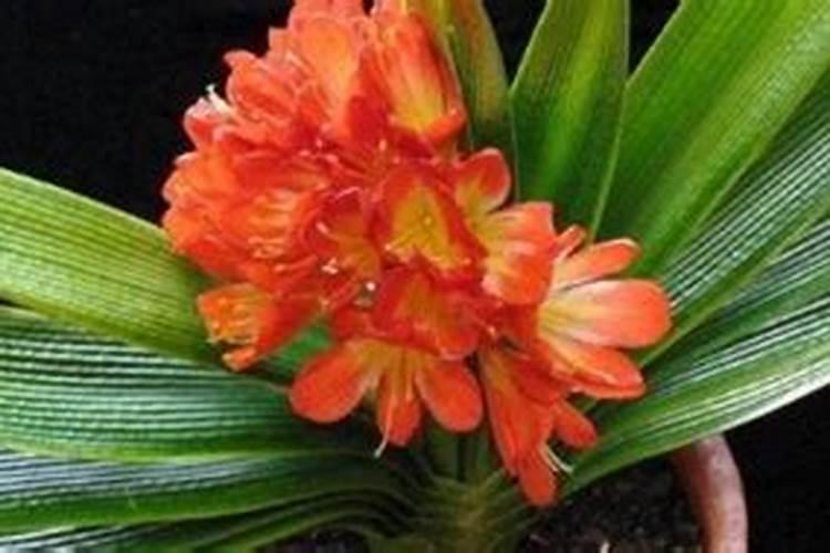 君子兰花用什么肥料最好