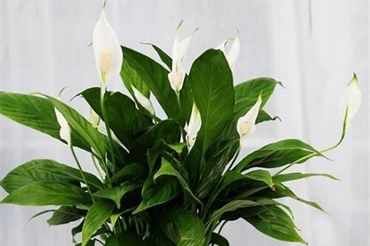 白掌要施什么肥最好