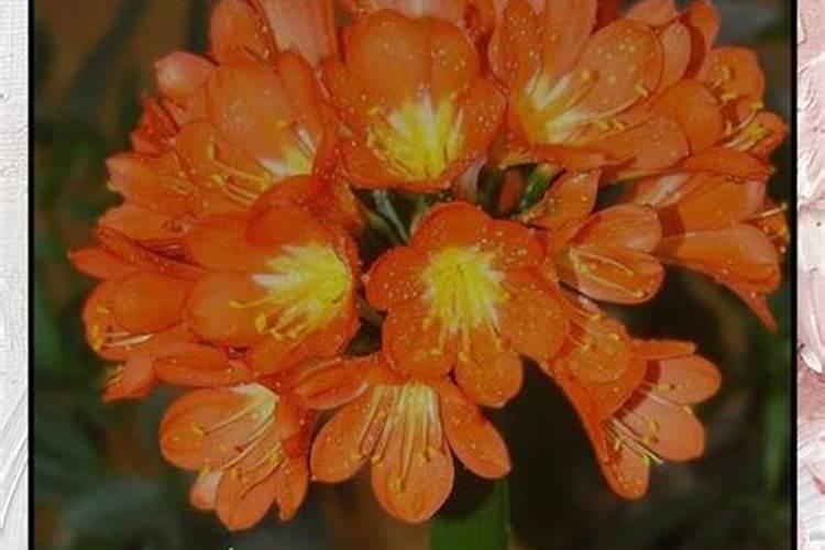 高锰酸钾能作肥料用吗