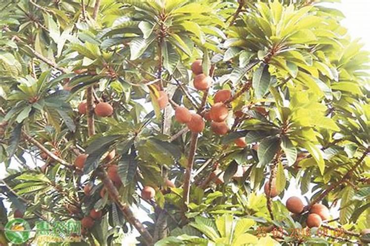 人参果苗种植的方法