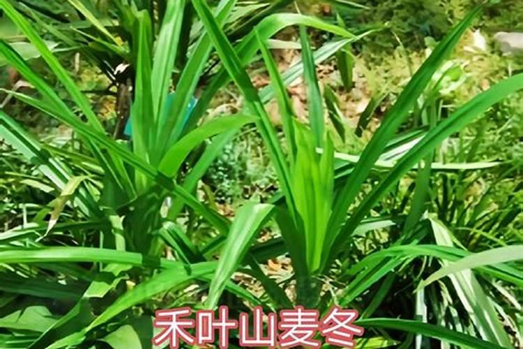 麦冬用什么肥能高产？