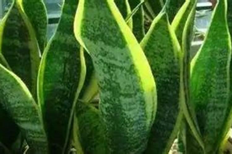 球兰的养殖方法和注意事项