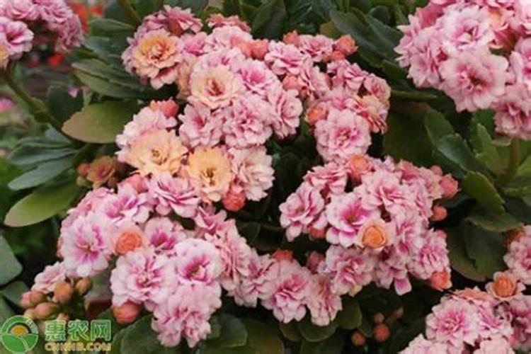 长寿花怎么促使长花苞