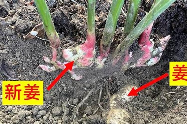 生姜后期需要什么肥料