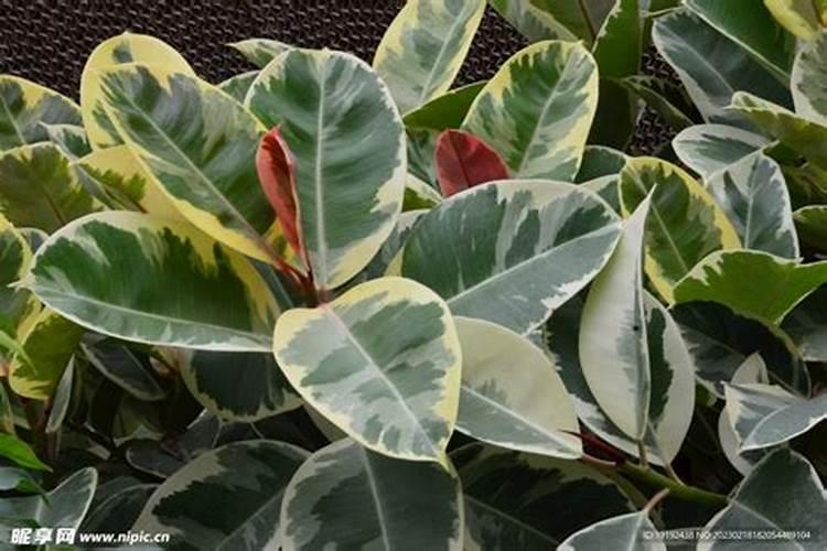 观叶植物施肥要多氮吗