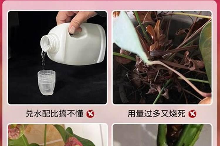 红掌花怎么养护和浇水