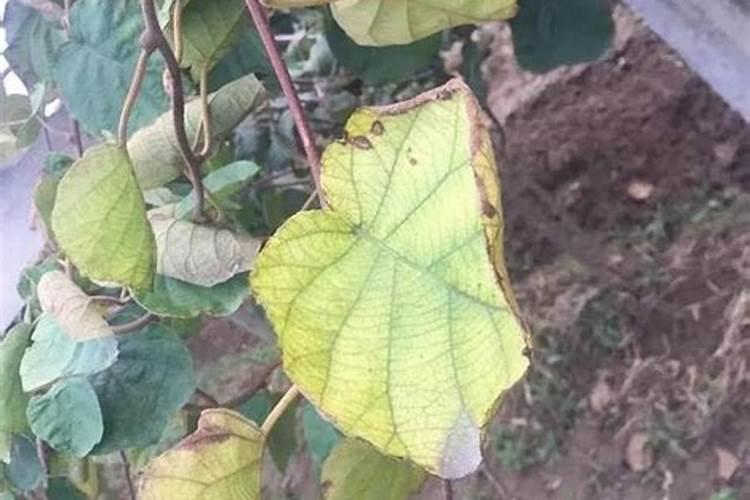 种植猕猴桃缺氮的危害症状!猕猴桃缺氧的防治措施!