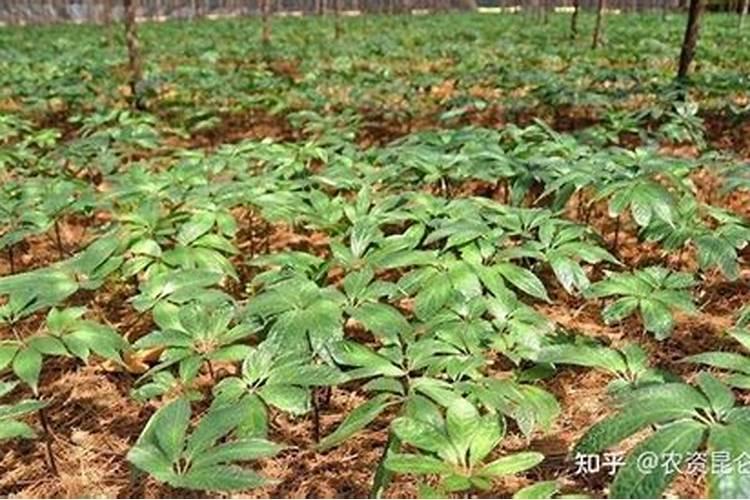 三七最好的肥料是什么？