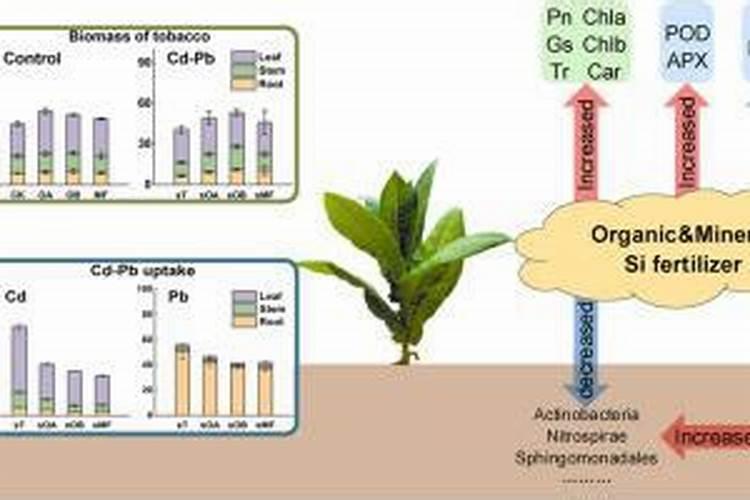 硅肥对作物的主要作用是什么？怎样科学施用？