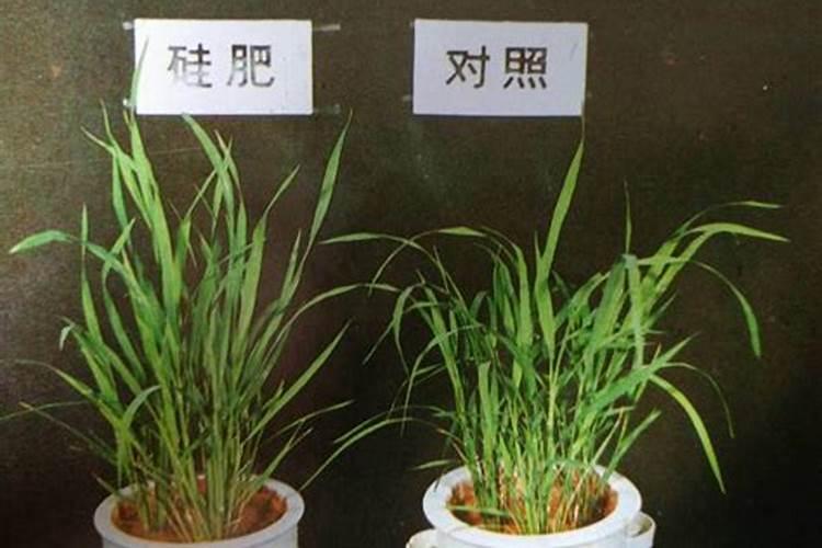 硅肥对水稻作用有多大？