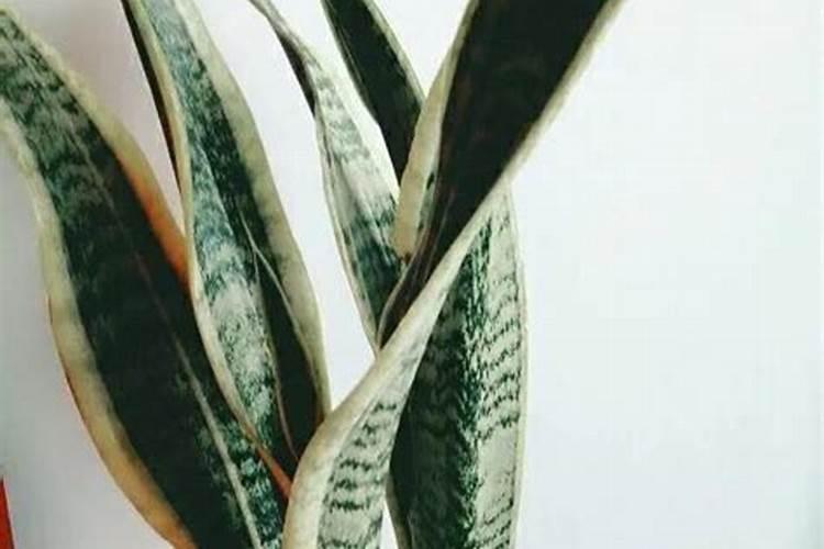 虎皮兰需要什么肥