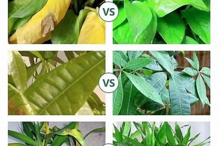 发财树叶面肥喷施过多导致缩头该怎么解救？