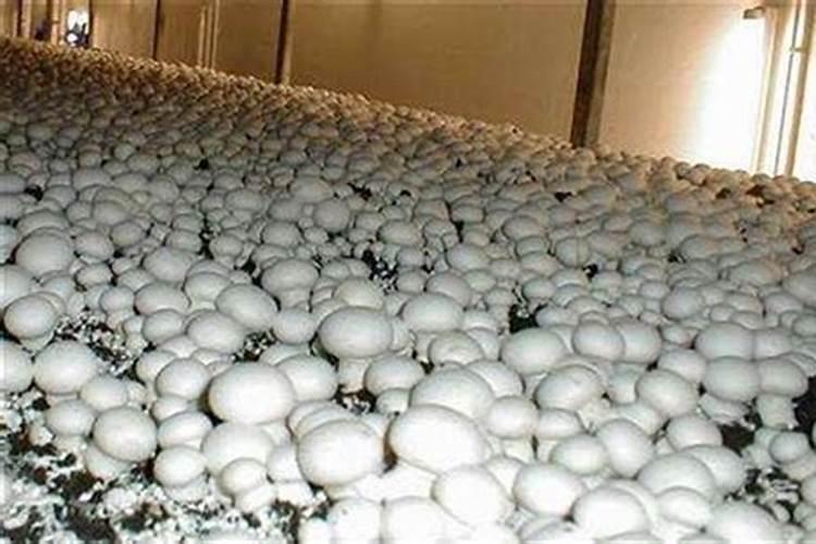 双孢菇一亩地能产多少斤