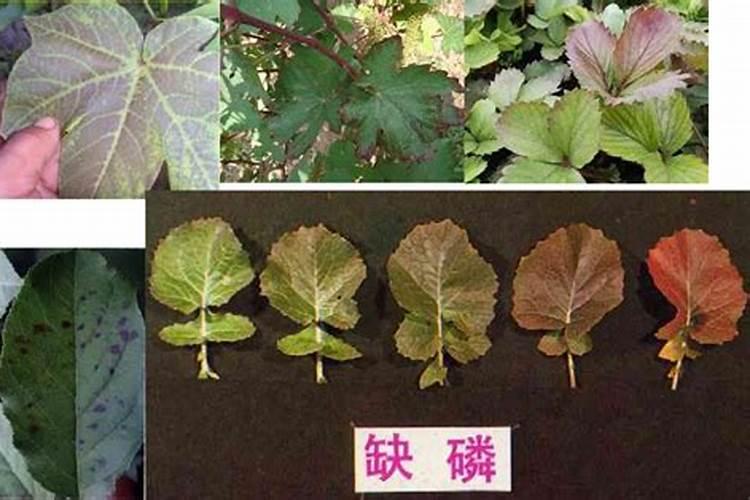 叶子烟施磷肥多了会怎么样