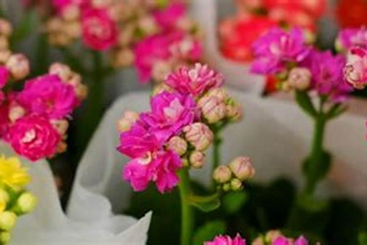 茶梅花期能浇水施肥吗